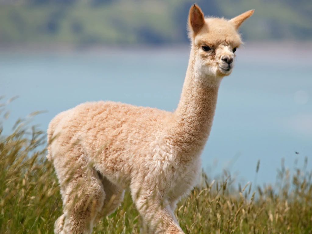 Alpakamar Büsum