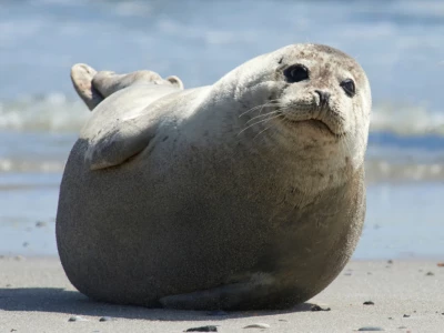Schiffsausflug ab Büsum